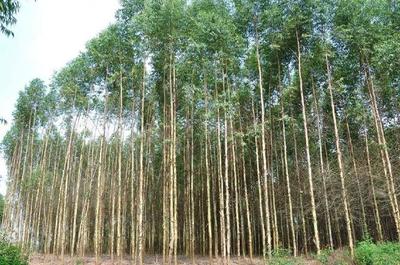 從“致富樹”到“絕后樹” 速生桉的生態(tài)爭(zhēng)議與種植反思