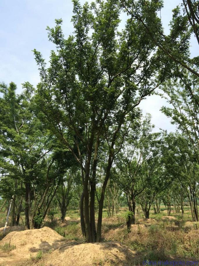 叢生樸樹種植方法詳解 從選苗到養(yǎng)護(hù)的全流程指南